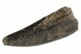 Serrated, Tyrannosaur (Nanotyrannus) Tooth - Montana #87923-1